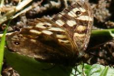 Spilosoma nigricornis - Waldbrettspiel (Laubfalter)